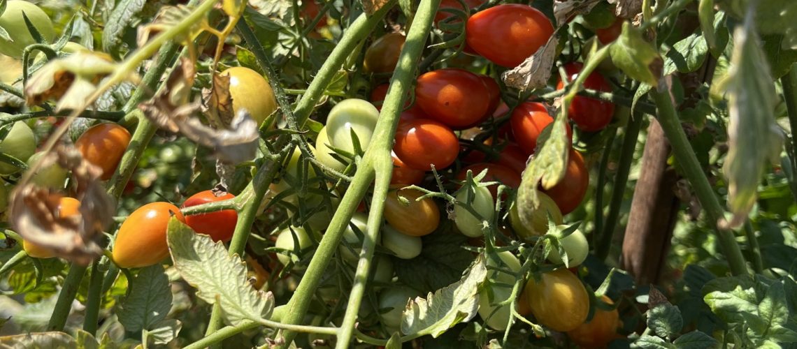 Elenco aggiornato degli strumenti tecnici di biocontrollo autorizzati in biologico