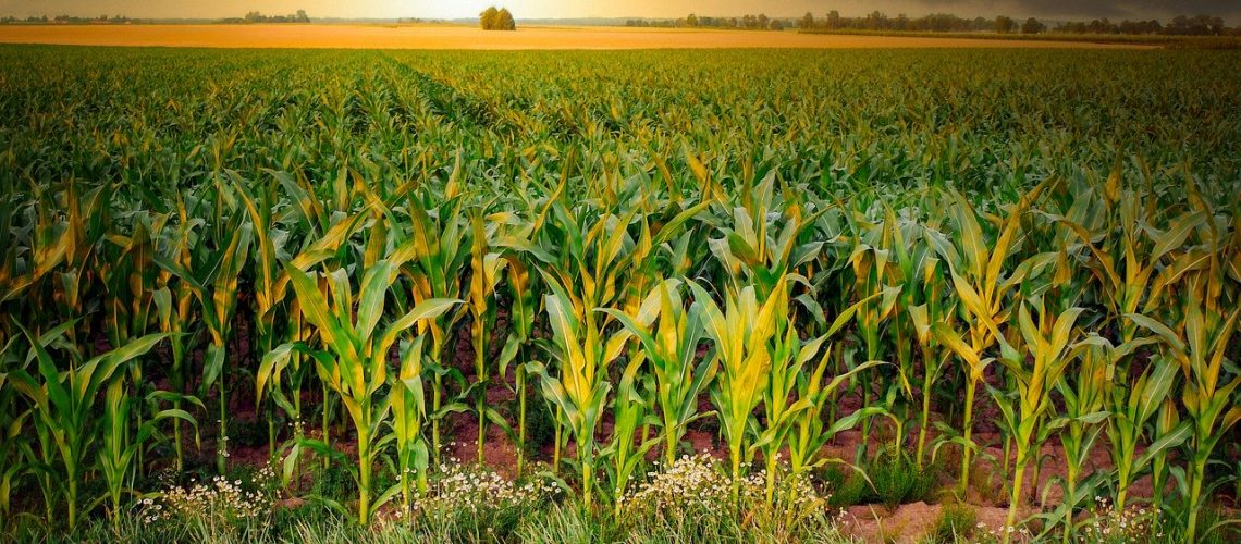 corn-4896300_1280