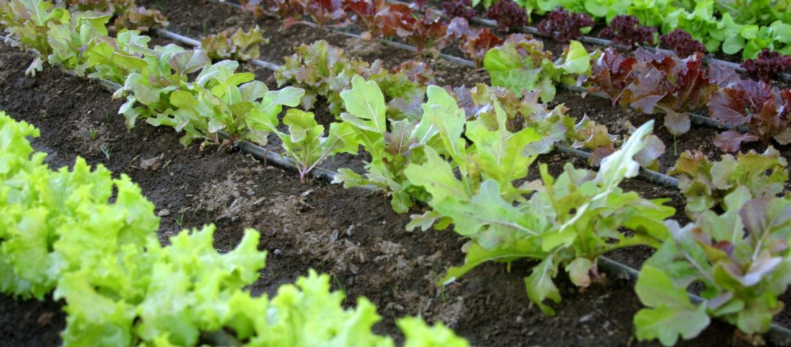 IBMA Italia - Commento SUR - Biocontrollo